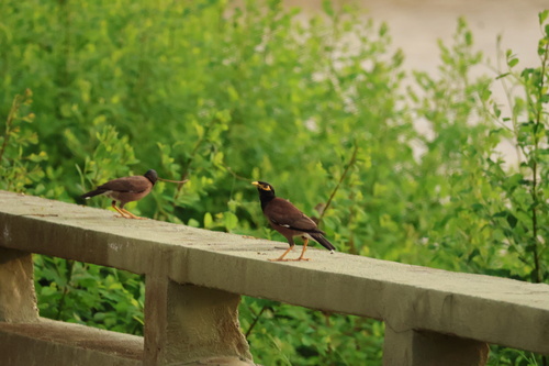 Common Myna