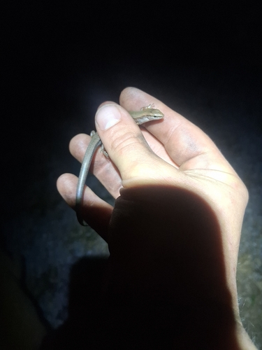 Little Brown Skink