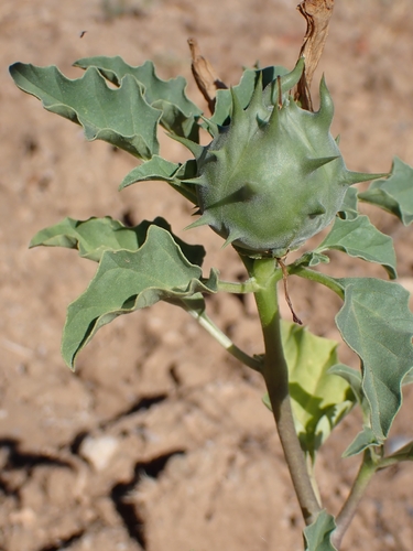 Datura ferox