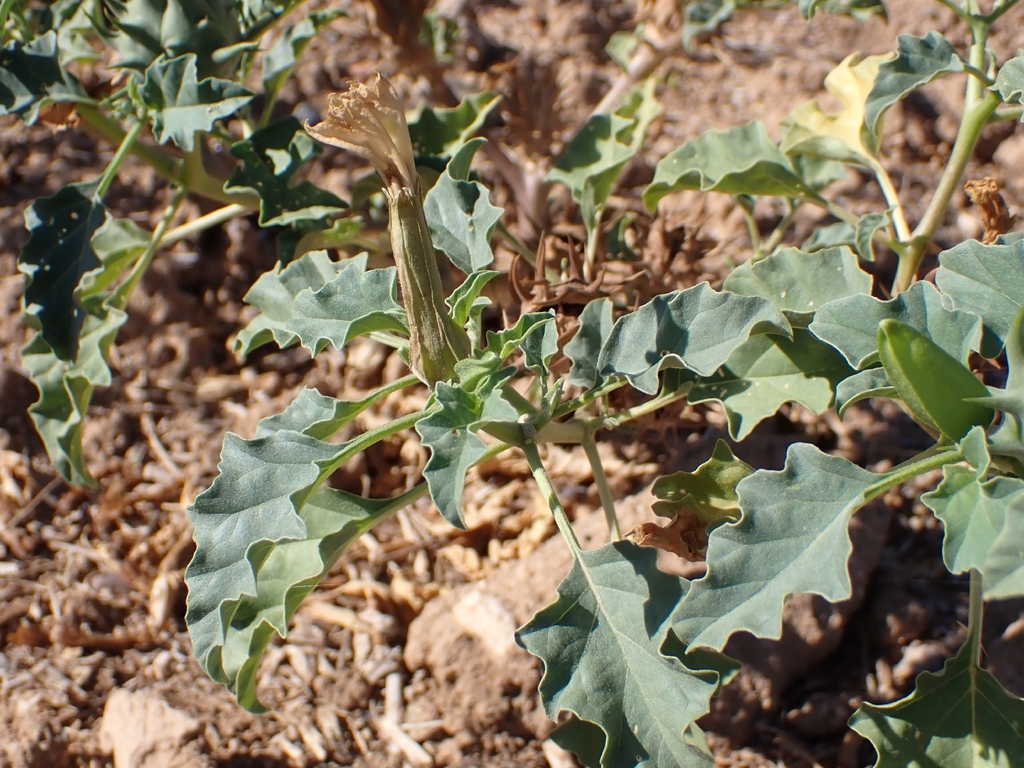 Datura ferox; photograph (c) Jorge Íñiguez, some rights reserved (CC BY)