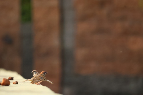 Eurasian Tree Sparrow