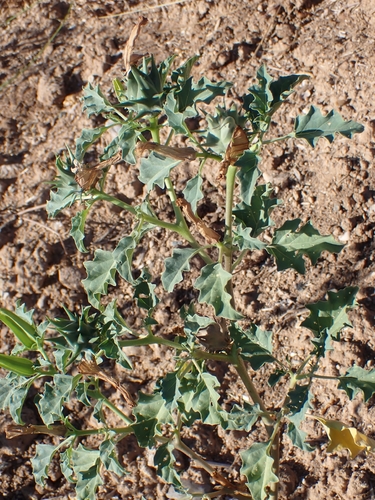 Datura ferox, photograph 3