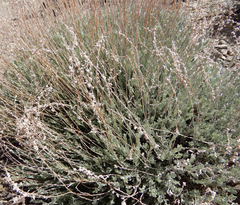 Artemisia bigelovii