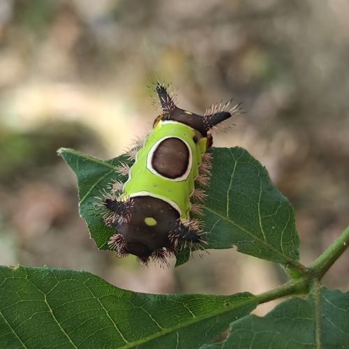 Saddleback Caterpillar Moth