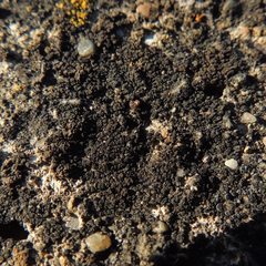 Pyrenodesmia pratensis