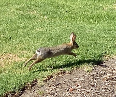 Sylvilagus audubonii