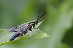 Synanthedon pictipes