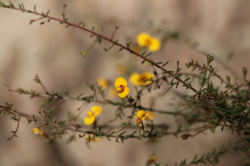 Dillwynia parvifolia observed 2026-08-28