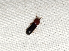 Corticeus thoracicus