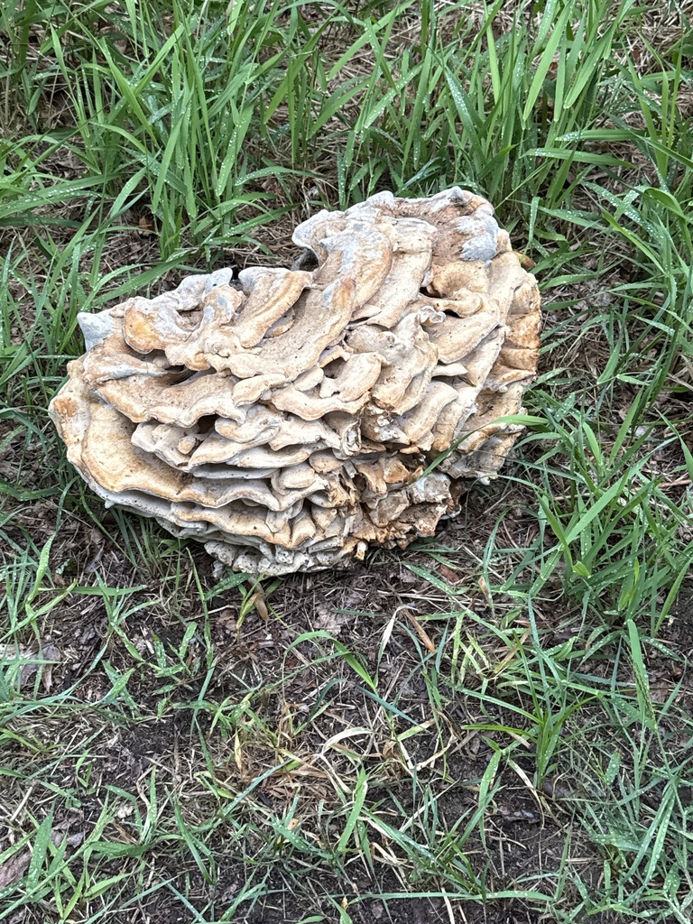 Black-staining Polypore · September 2026 · photo: Photo: no rights reserved · iNaturalist
