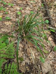 Oryzopsis asperifolia