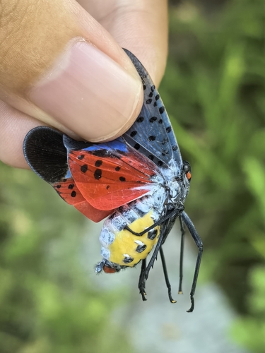 Spotted Lanternfly