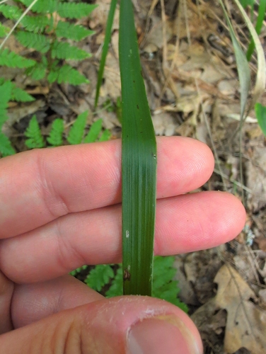 Oryzopsis asperifolia, photograph 2