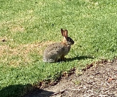 Sylvilagus audubonii