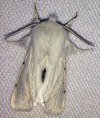 Spilosoma vestalis