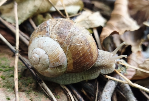 Roman Snail