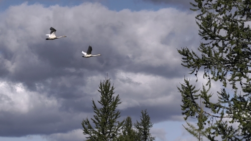 Whooper Swan