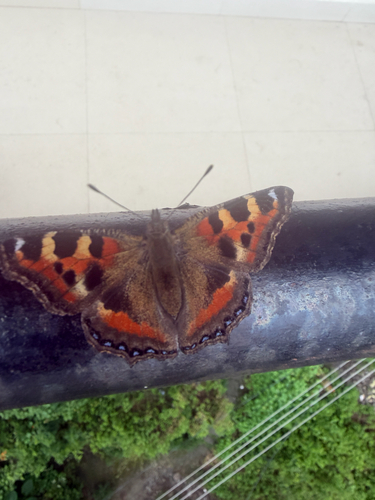 Indian Tortoiseshell