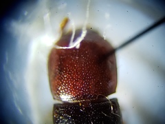 Corticeus thoracicus