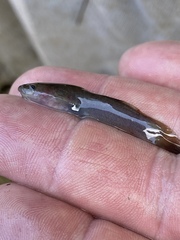 Noturus leptacanthus