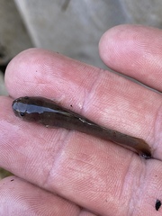 Noturus leptacanthus