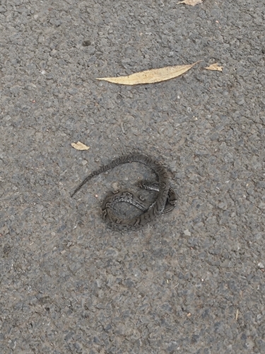 Korean Ratsnake