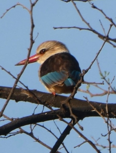 iNaturalist image