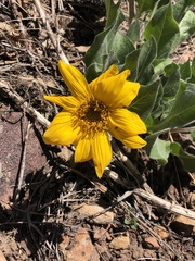 Wyethia arizonica