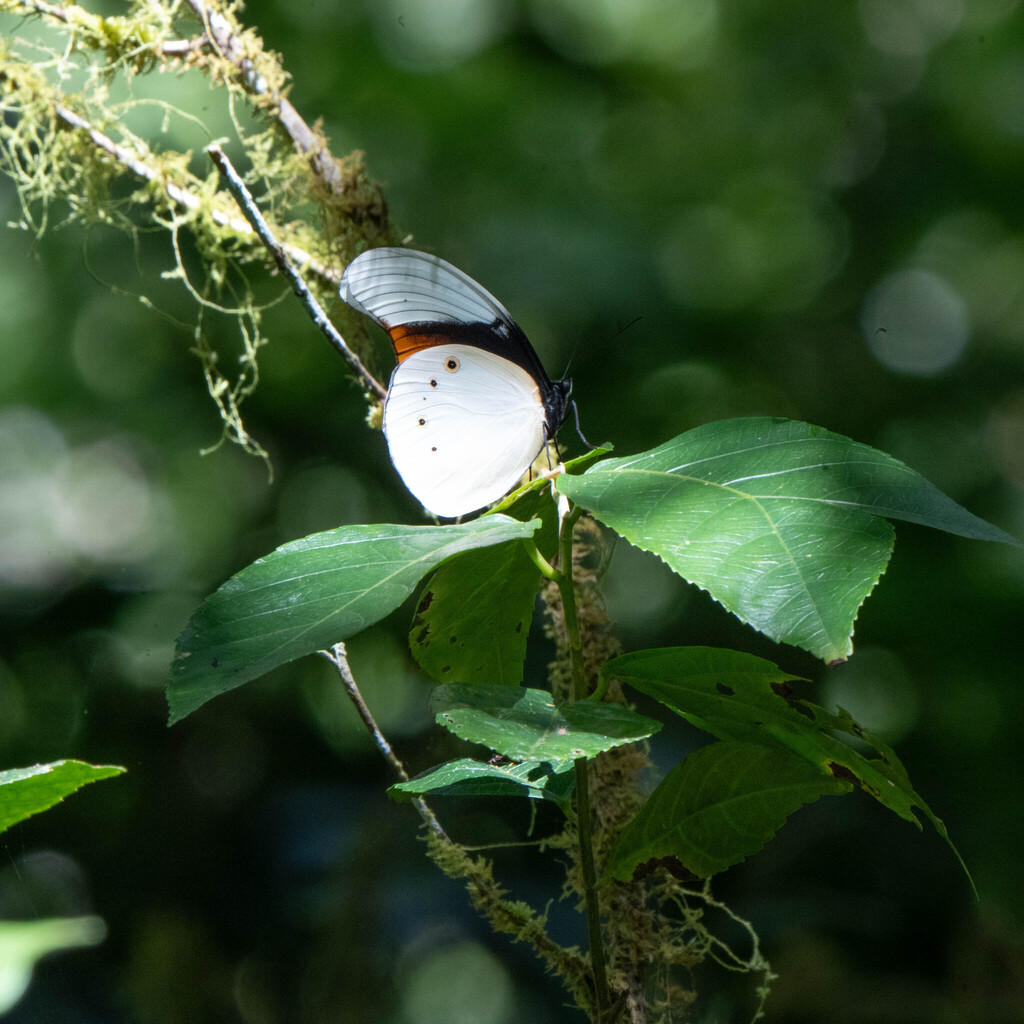 Taenaris schoenbergi (Taenaris schoenbergi)