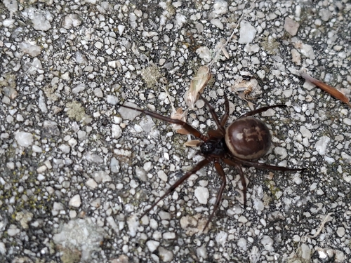 Noble False Widow