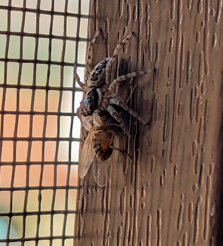 Half-edged Wall Jumping Spider