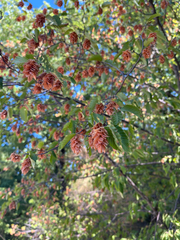 Ostrya carpinifolia, photograph (c) Graziella Soulsbury, some rights reserved (CC BY)