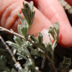 Artemisia bigelovii