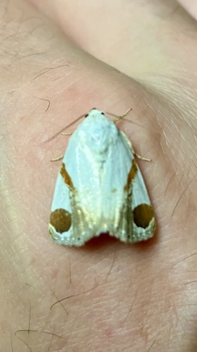 Sphragifera biplagiata