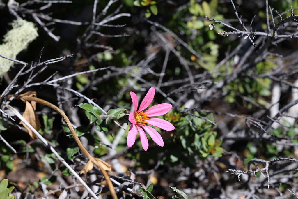 Mutisia spinosa; photograph (c) Grzegorz Grzejszczak, some rights reserved (CC BY-SA)