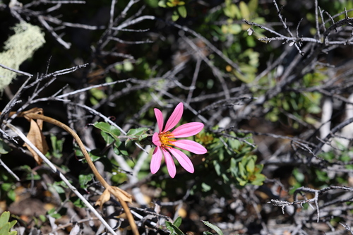 Mutisia spinosa
