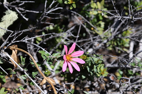 Mutisia spinosa, photograph 1