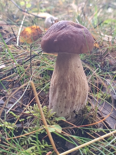 King Bolete