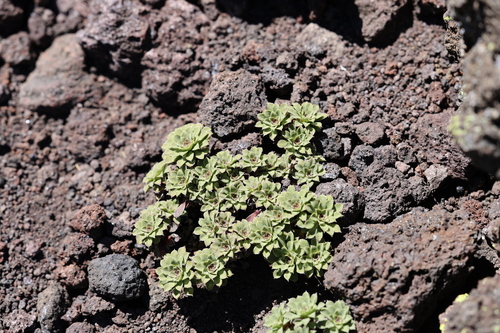 Viola cotyledon