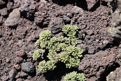 Viola cotyledon