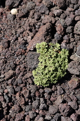 Viola cotyledon, photograph (c) Grzegorz Grzejszczak, some rights reserved (CC BY-SA)