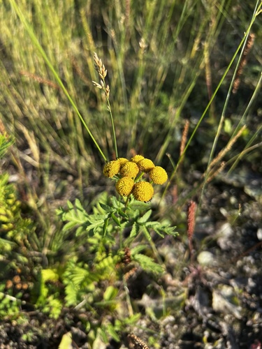 tansy