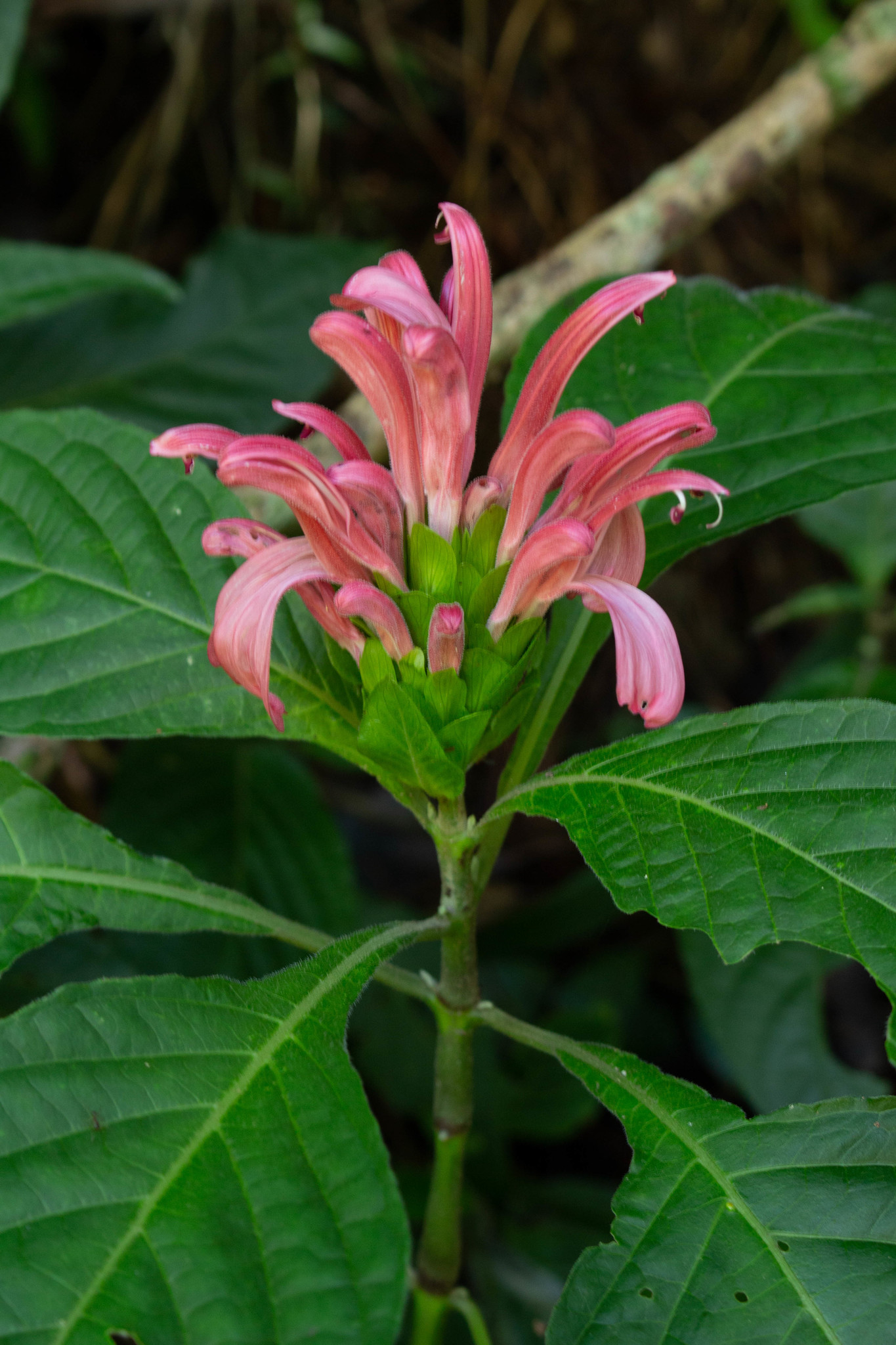 Justicia carnea