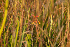 Alstroemeria isabellana