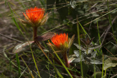 Gomphrena arborescens