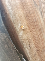 Cryptocephalus guttulatus