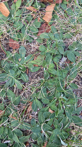 mouse-eared hawkweed