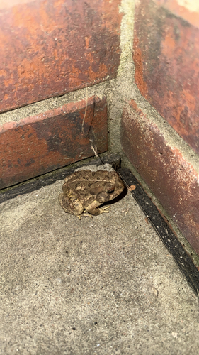 Woodhouse's Toad observed by brehope6428