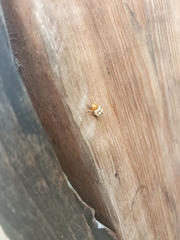 Cryptocephalus guttulatus