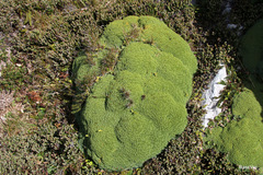 Bolax gummifera